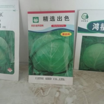 常年批发各种甘蓝种子