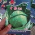 常年批发各种甘蓝种子