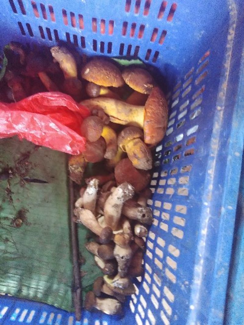新鲜的野生菌