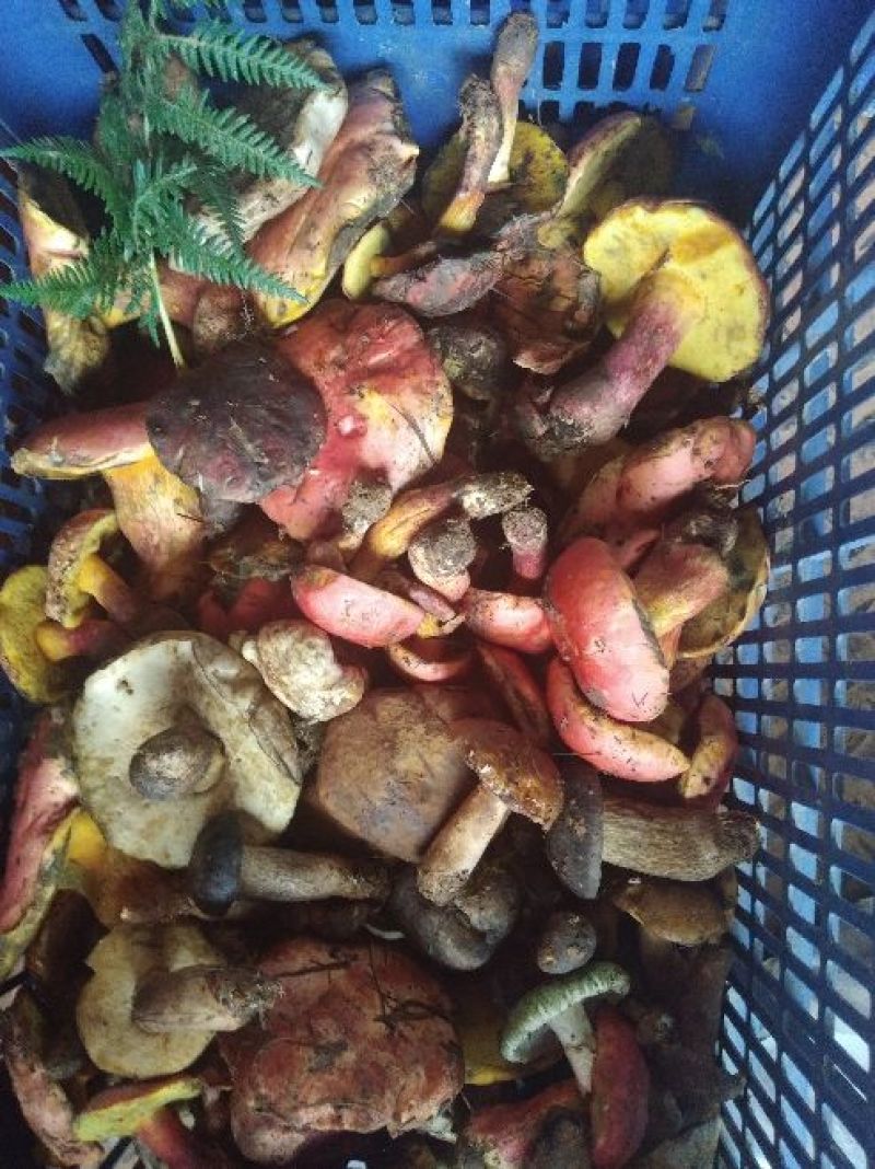 新鲜的野生菌