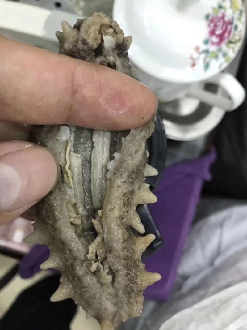 70-80头黑刺参