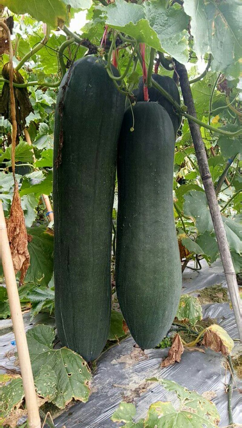 吊瓜