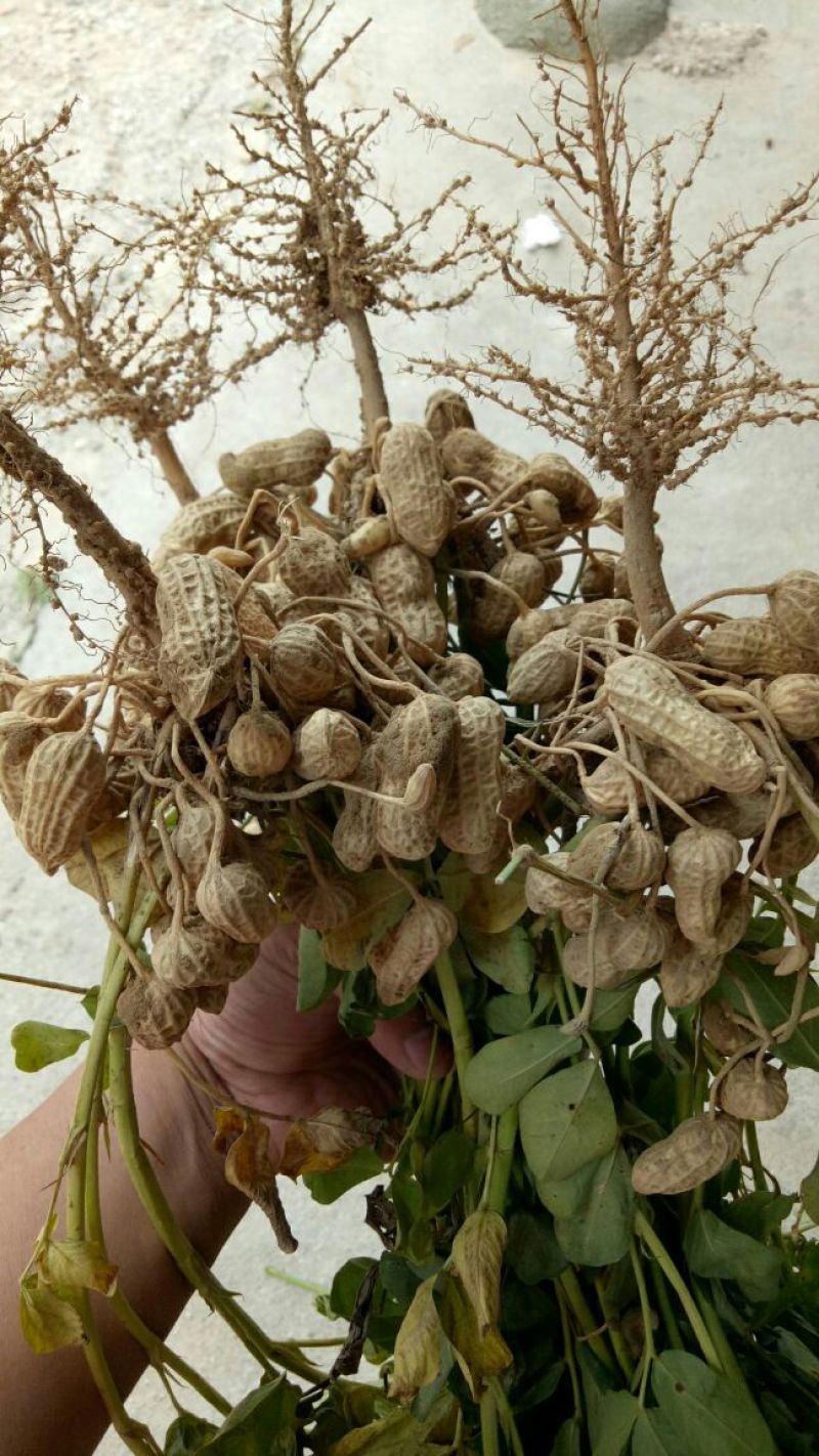花生，鲜货，带壳