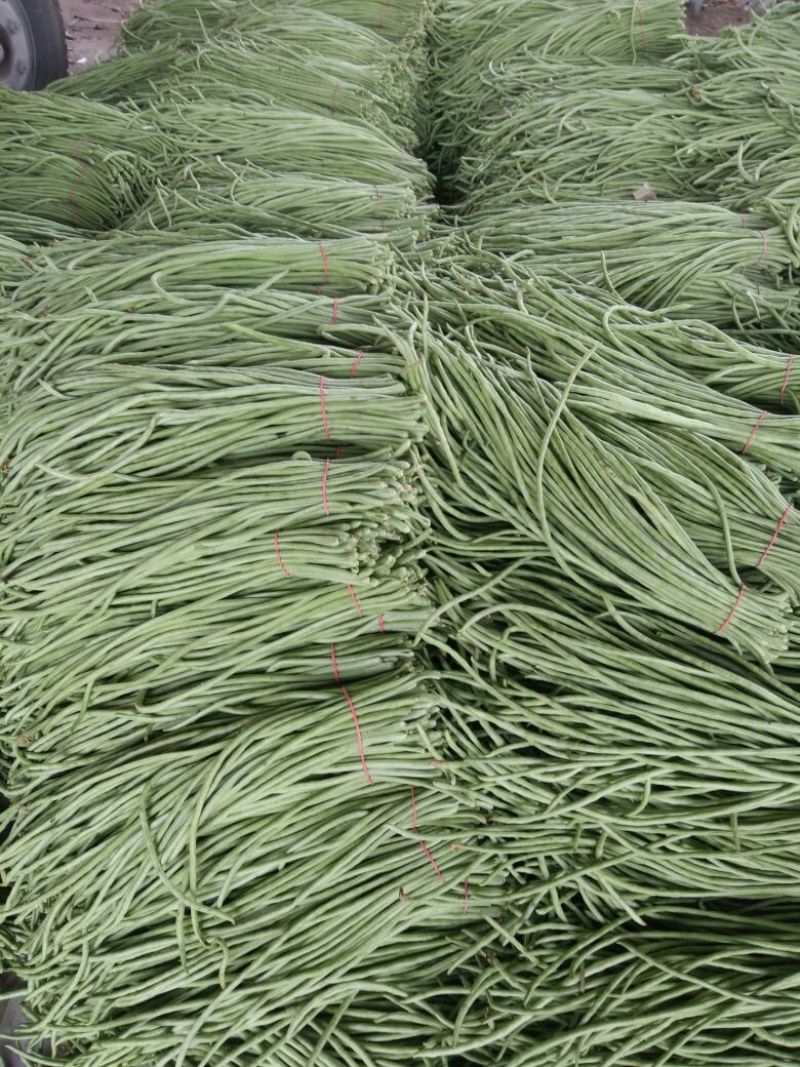 长豆角，大量上市中，七十公分，绿色无虫眼