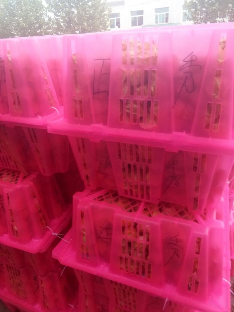姑娘果灯笼果整车发货产地直发