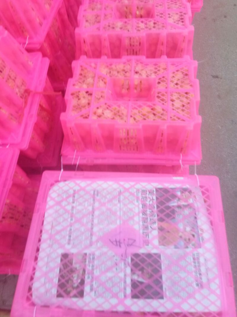 姑娘果灯笼果整车发货产地直发
