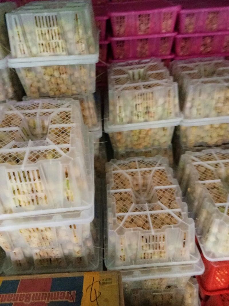 姑娘果灯笼果整车发货产地直发