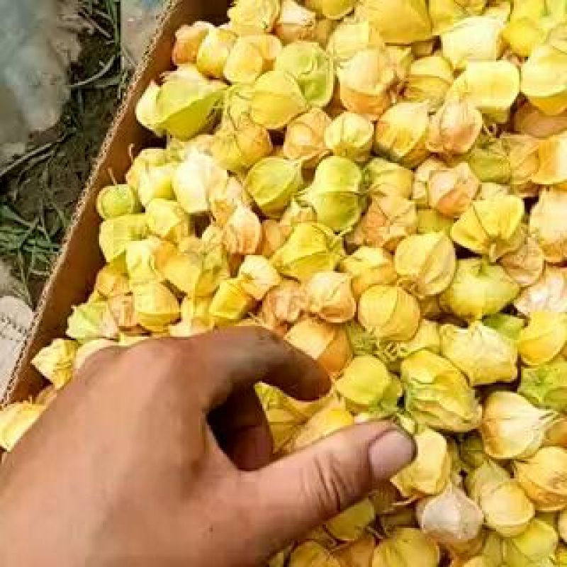 丹东灯笼果姑娘果，甜菇娘基地直发品质保障价格透明