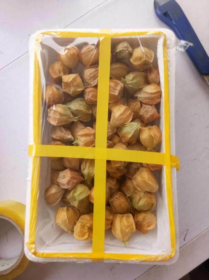 万亩基地丹东菇娘果灯笼果预售开始