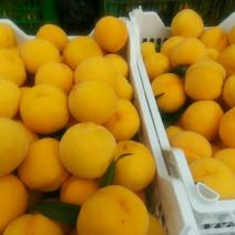 黄桃，红桃大量上市，质优价廉，产地直供