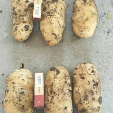 土豆