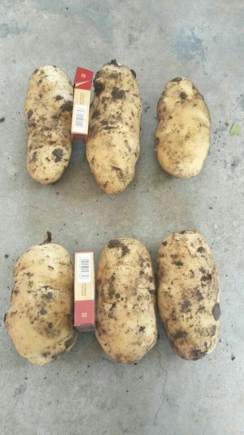 土豆
