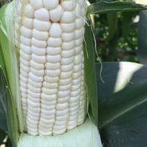 白玉米，产地一手货源，价格便宜，全国发货，可视频
