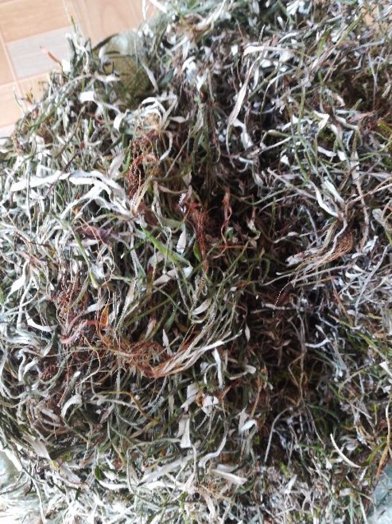 天青地白，小叶鼠龄，地北草/翻叶白，，，，，，