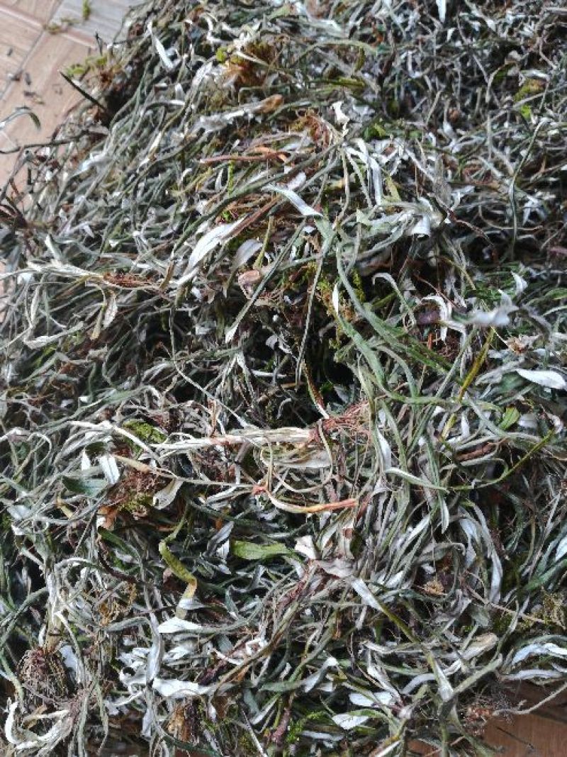 天青地白，小叶鼠龄，地北草/翻叶白，，，，，，