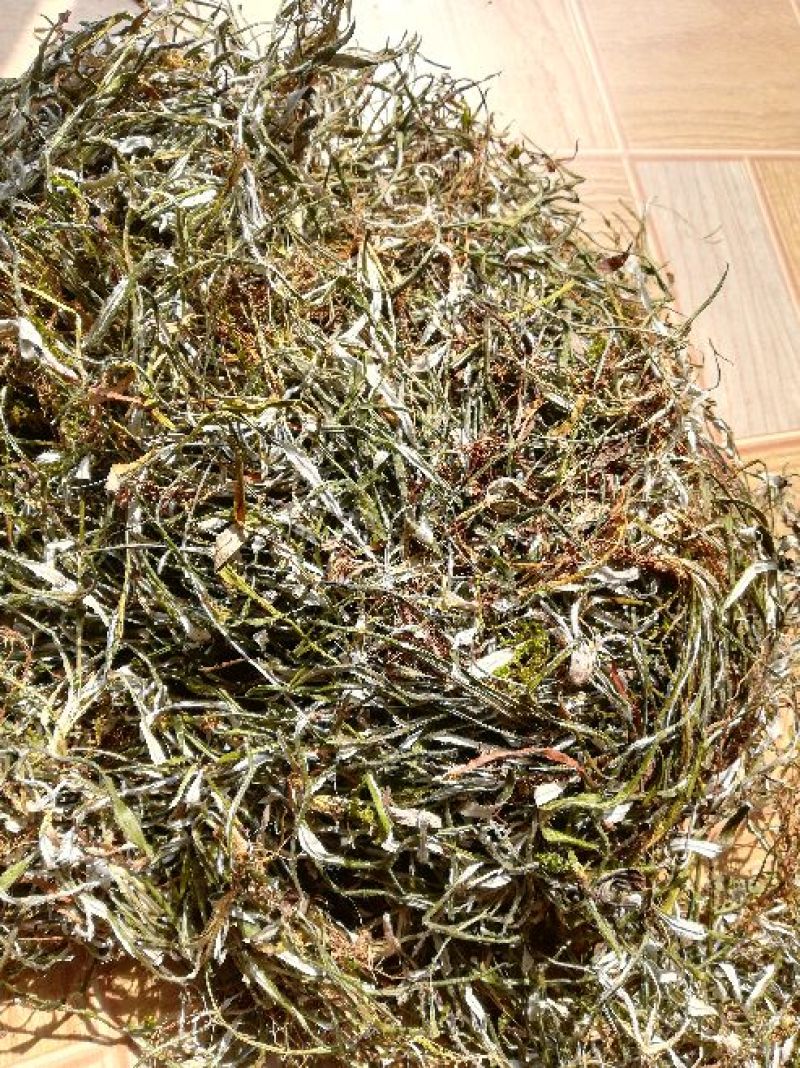 天青地白，小叶鼠龄，地北草/翻叶白，，，，，，