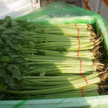 香芹，毛芹，芹菜
