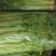 香芹，毛芹，芹菜