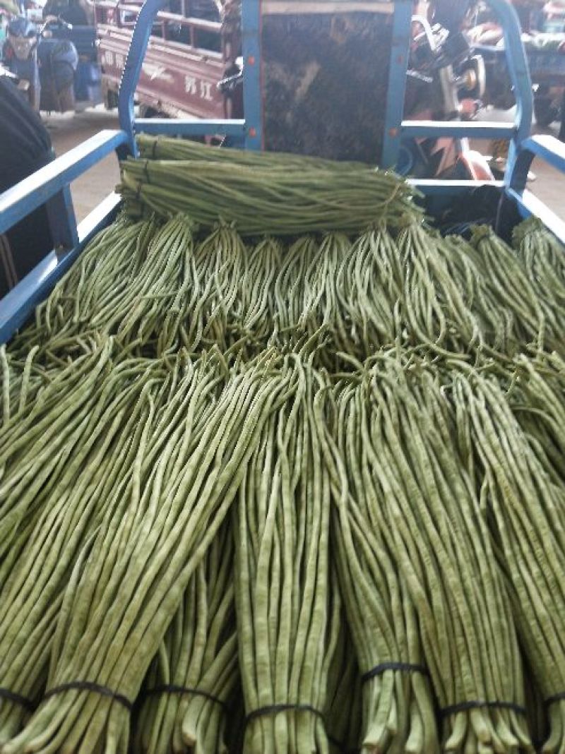 长豆角大量上市