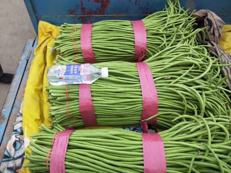长豆角大量上市