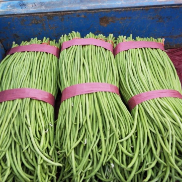 长豆角大量上市