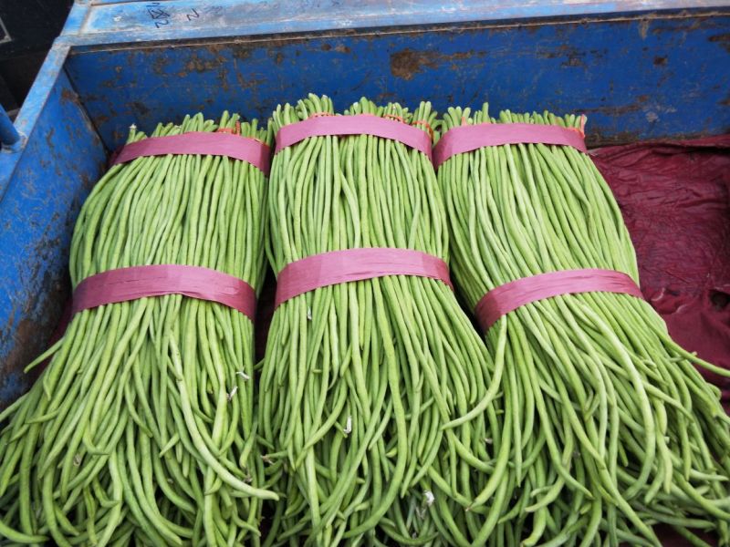 长豆角大量上市