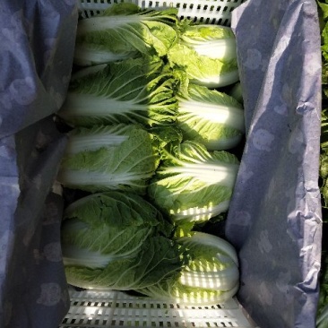 夏阳白菜