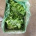 生菜系列意大利生菜散叶生菜球生菜一年四季