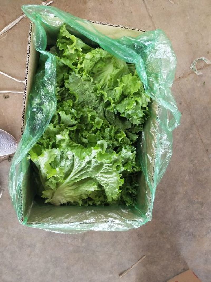 生菜系列意大利生菜散叶生菜球生菜一年四季