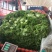 生菜系列意大利生菜散叶生菜球生菜一年四季