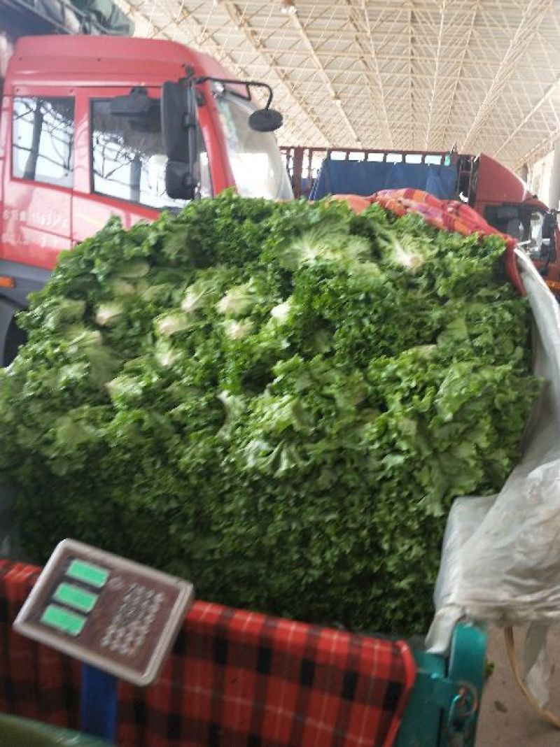 生菜系列意大利生菜散叶生菜球生菜一年四季