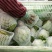 生菜系列意大利生菜散叶生菜球生菜一年四季