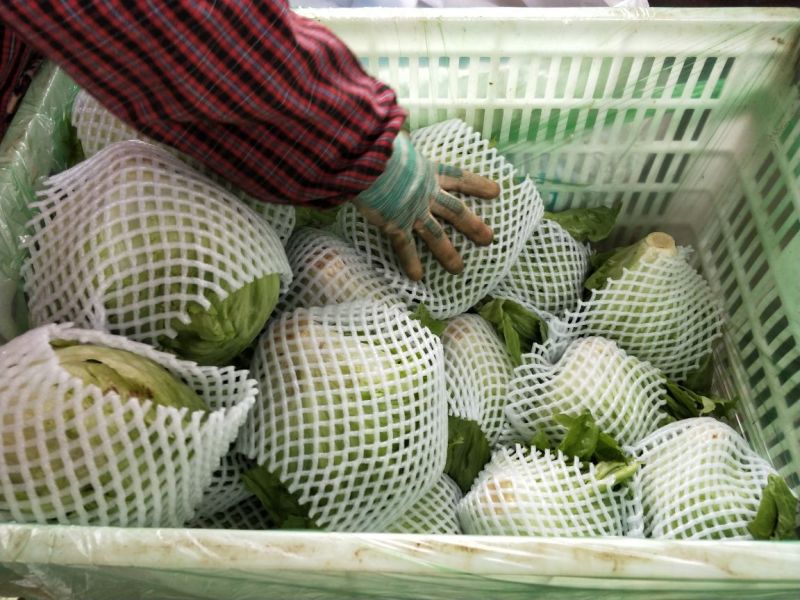 生菜系列意大利生菜散叶生菜球生菜一年四季