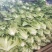 生菜系列意大利生菜散叶生菜球生菜一年四季