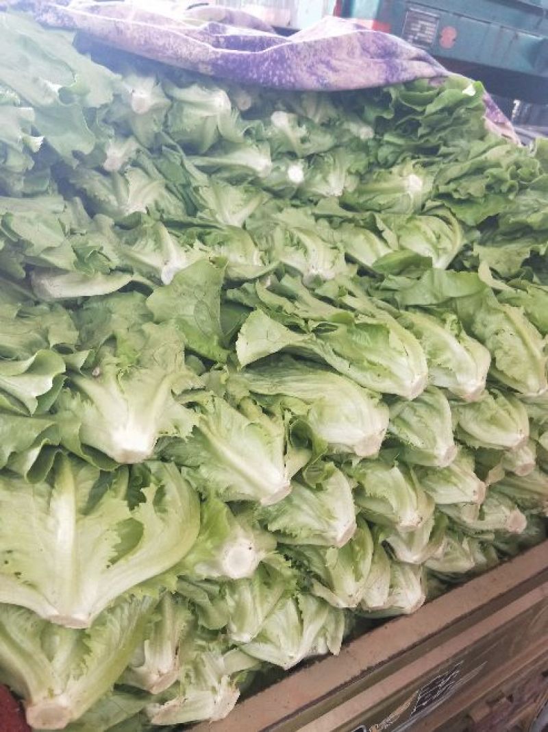 生菜系列意大利生菜散叶生菜球生菜一年四季