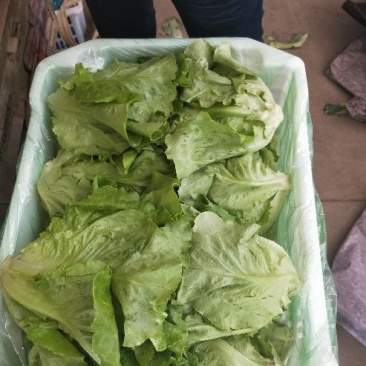 生菜系列意大利生菜散叶生菜球生菜一年四季