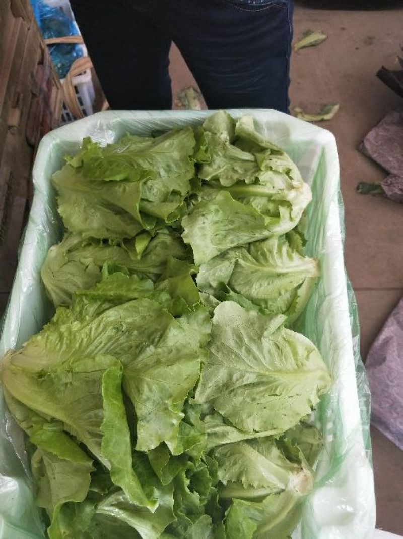 生菜系列意大利生菜散叶生菜球生菜一年四季