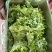 生菜系列意大利生菜散叶生菜球生菜一年四季