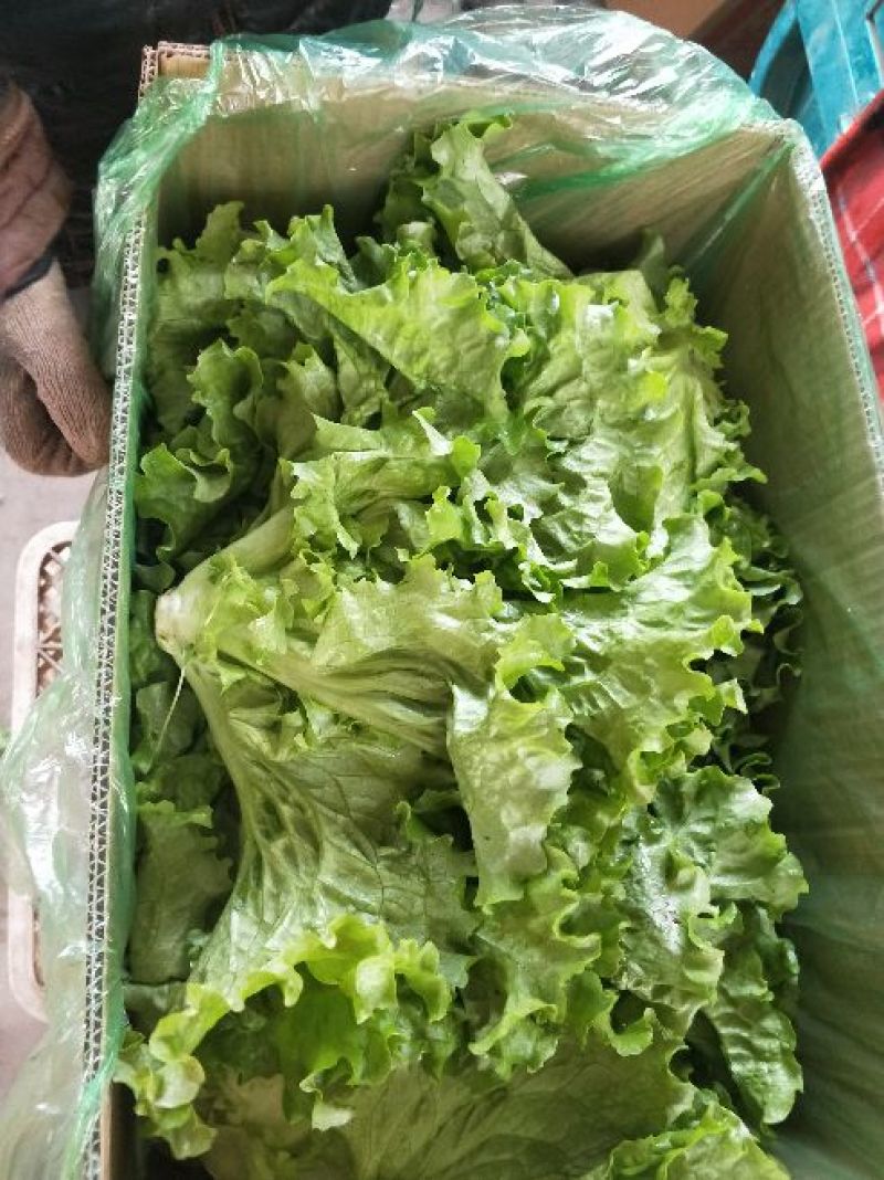 生菜系列意大利生菜散叶生菜球生菜一年四季
