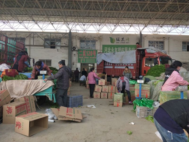 生菜系列意大利生菜散叶生菜球生菜一年四季