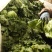 生菜系列意大利生菜散叶生菜球生菜一年四季
