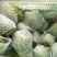 生菜系列意大利生菜散叶生菜球生菜一年四季