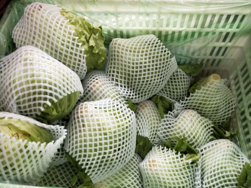 生菜系列意大利生菜散叶生菜球生菜一年四季