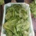 生菜系列意大利生菜散叶生菜球生菜一年四季