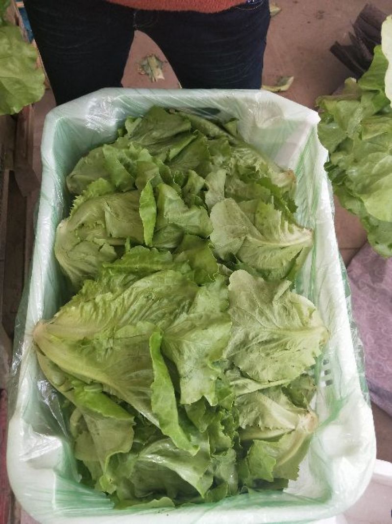 生菜系列意大利生菜散叶生菜球生菜一年四季