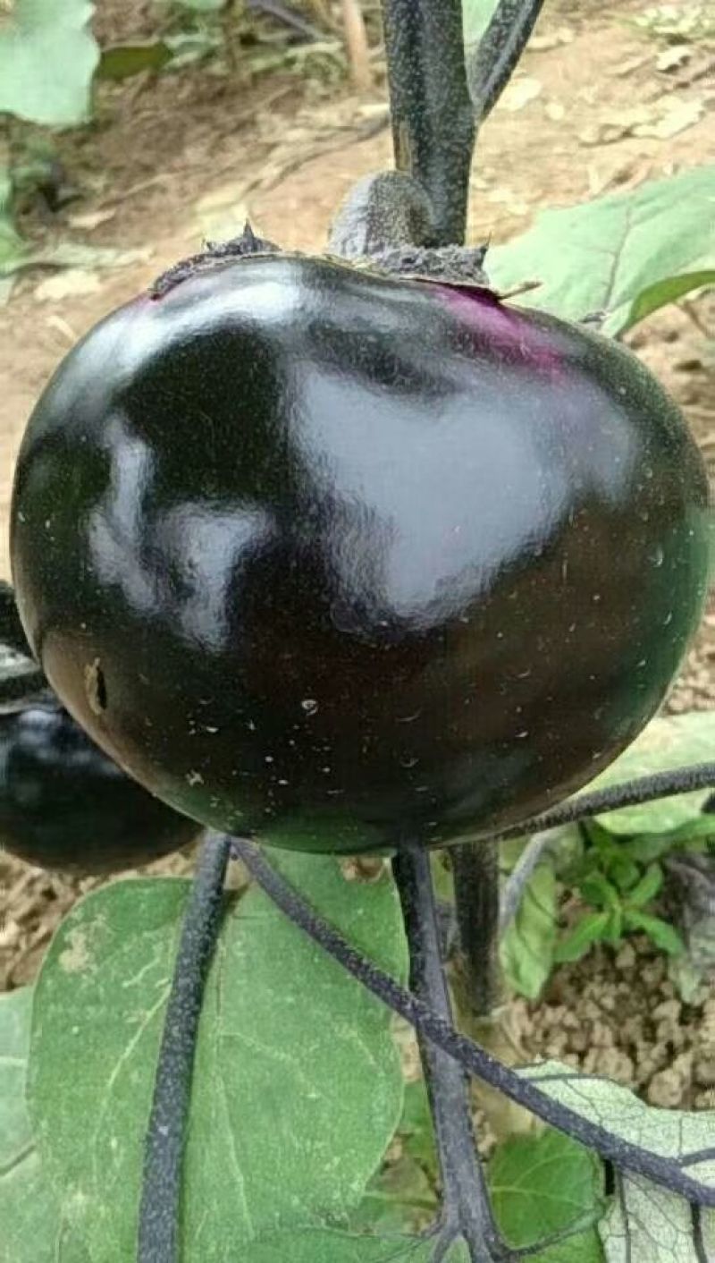 供应园茄