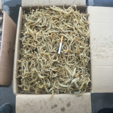 鱼干，凤尾鱼