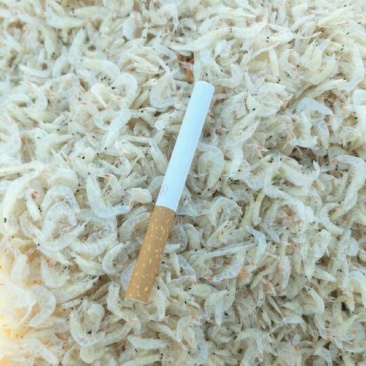 虾皮