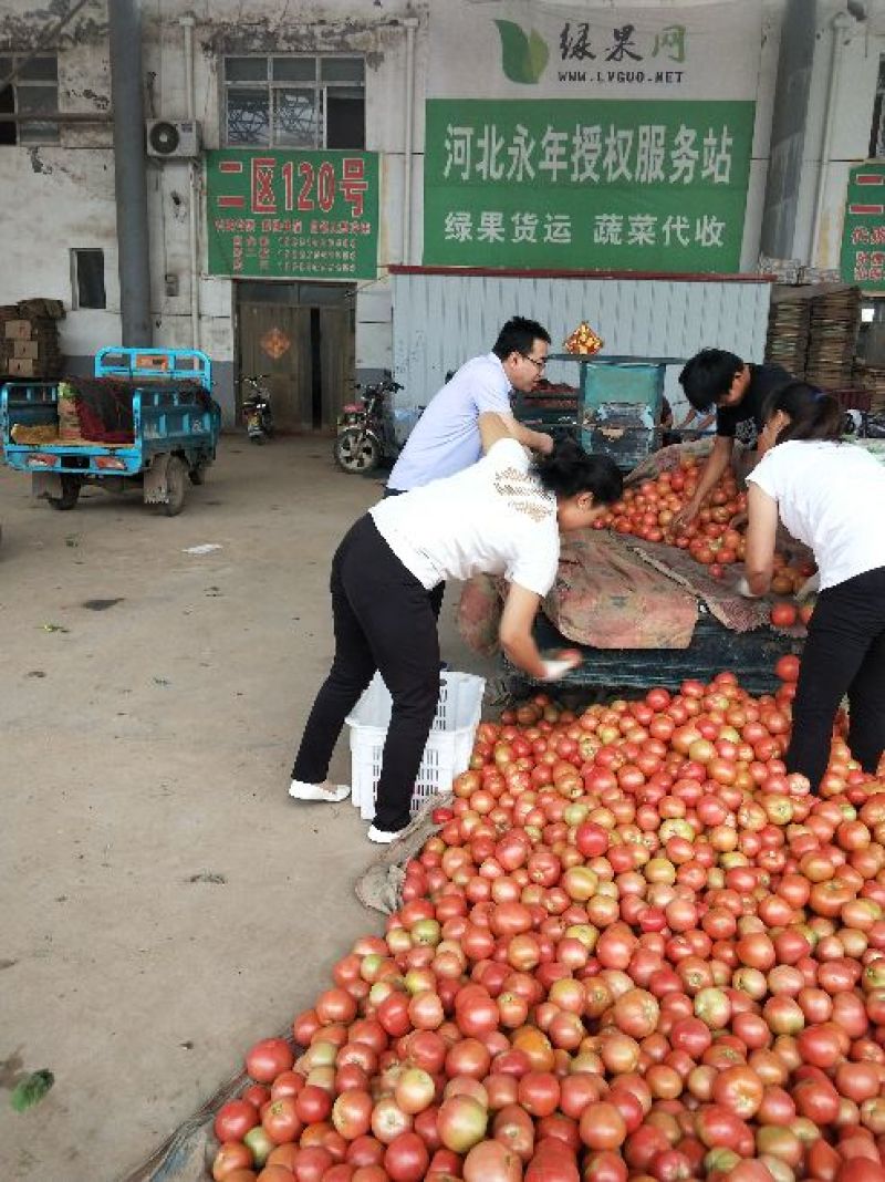 大量供应粉红硬粉西红柿