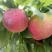 红布林李子40~50mm